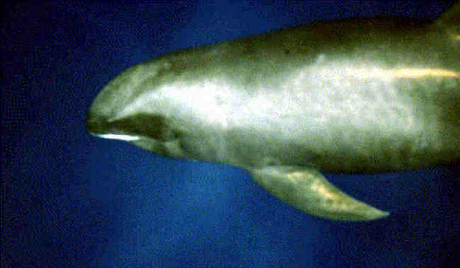 File:Melon-headed whale large.jpg