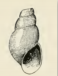 <i>Odostomia tenuisculpta</i> Species of gastropod