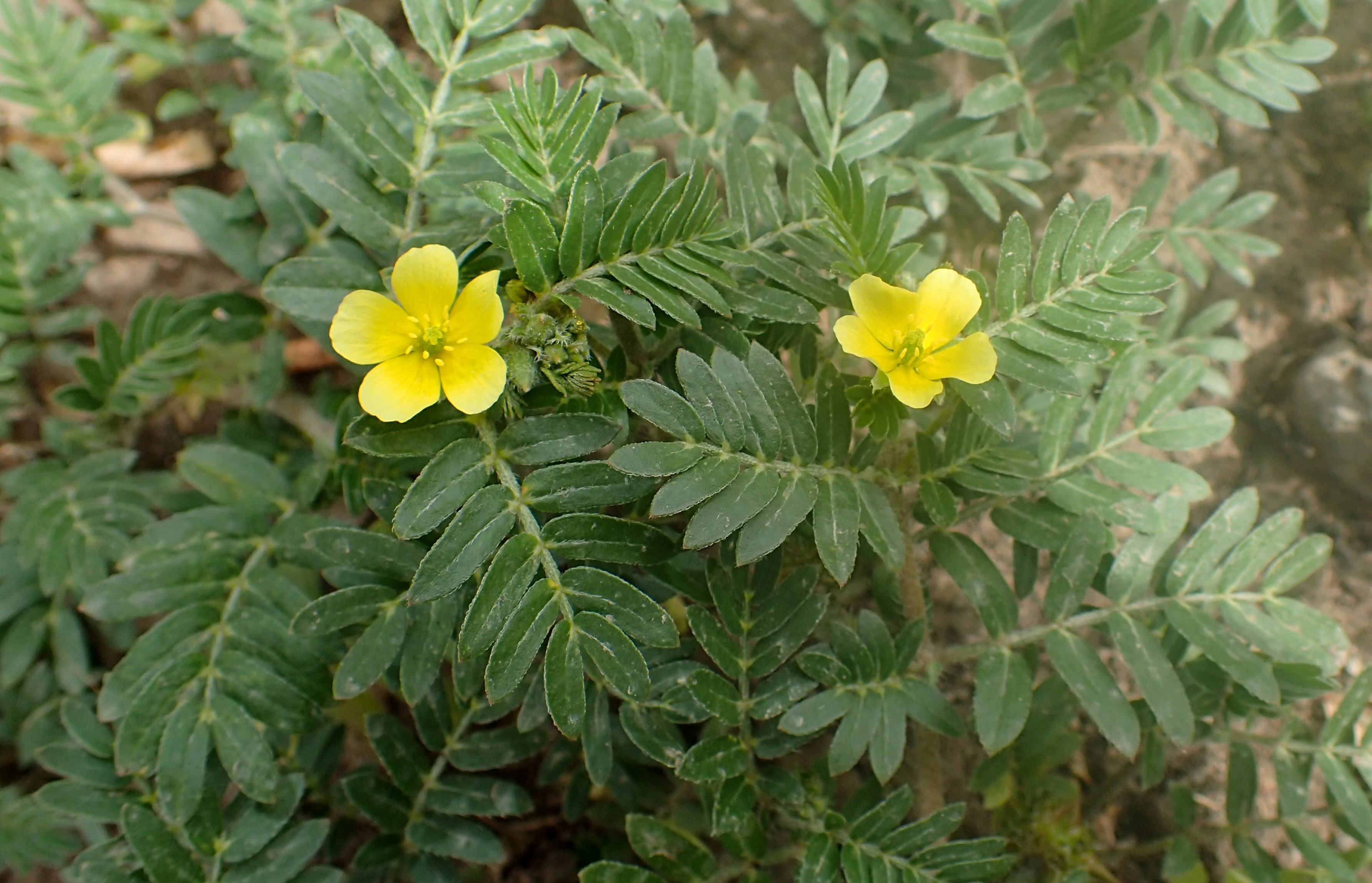 Puncture Vine (tribulus Terrestris) Photograph by Dr Morley Read/science  Photo Library