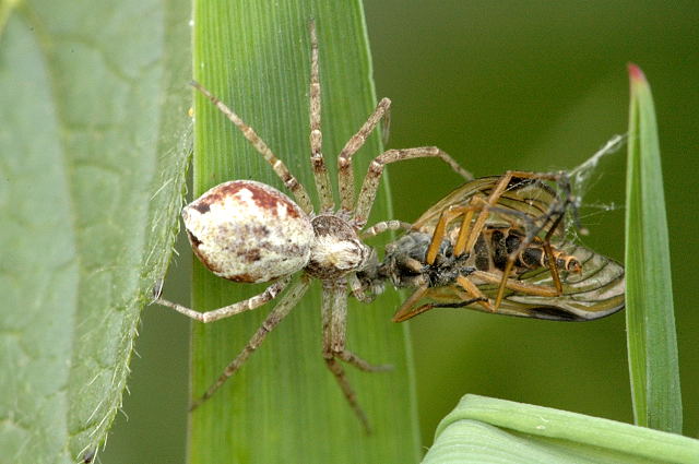 File:Philodromus sp.with.prey.jpg