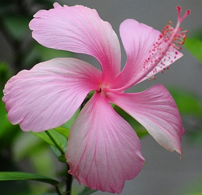 File:Pink Hibiscus Venkat.jpg