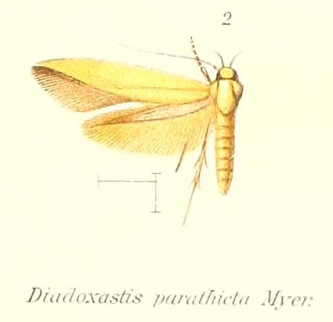 Tortilia parathicta