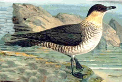 File:Pomarineskua86.jpg