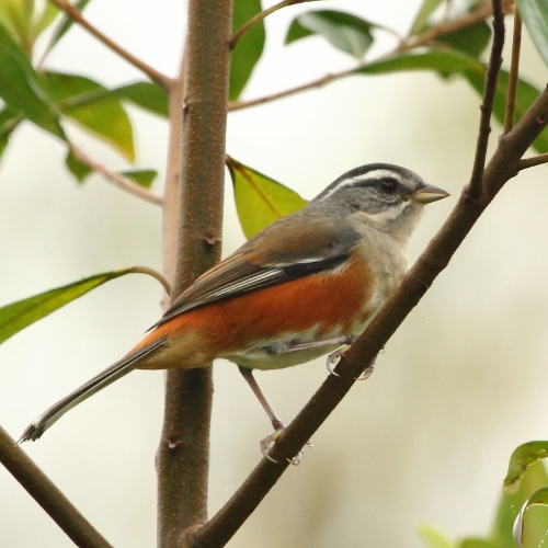 Poospiza cabanisi - Gray-throated Warbling-Finch