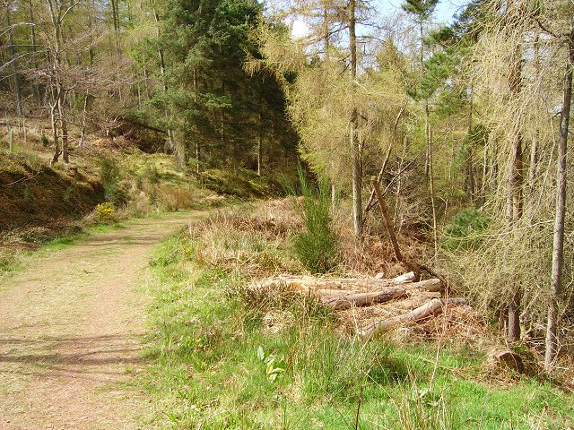 Pressmennan Wood - geograph.org.uk - 173220