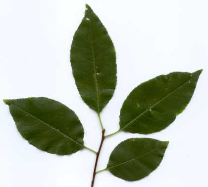 File:Prunus serotina-(EU).jpg