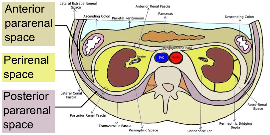 intraperitoneal and retroperitoneal organs