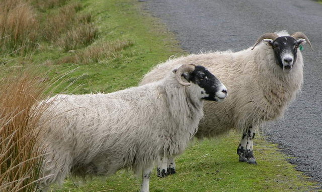 File:Scottish blackface.jpg