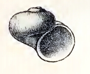 <i>Skenea valvatoides</i> species of mollusc