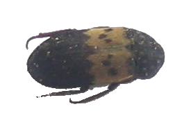 File:Speckkäfer - adult.png