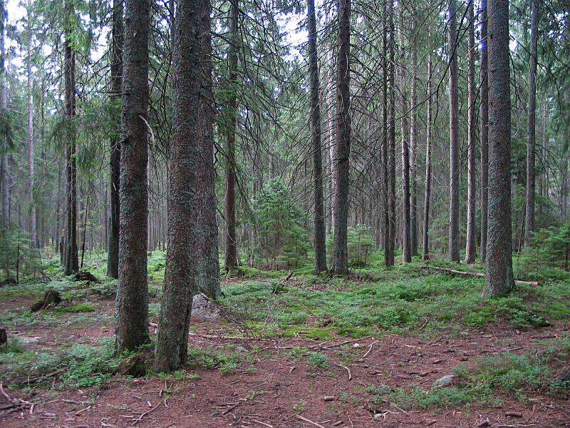 File:Spruce forest in Poland.jpg