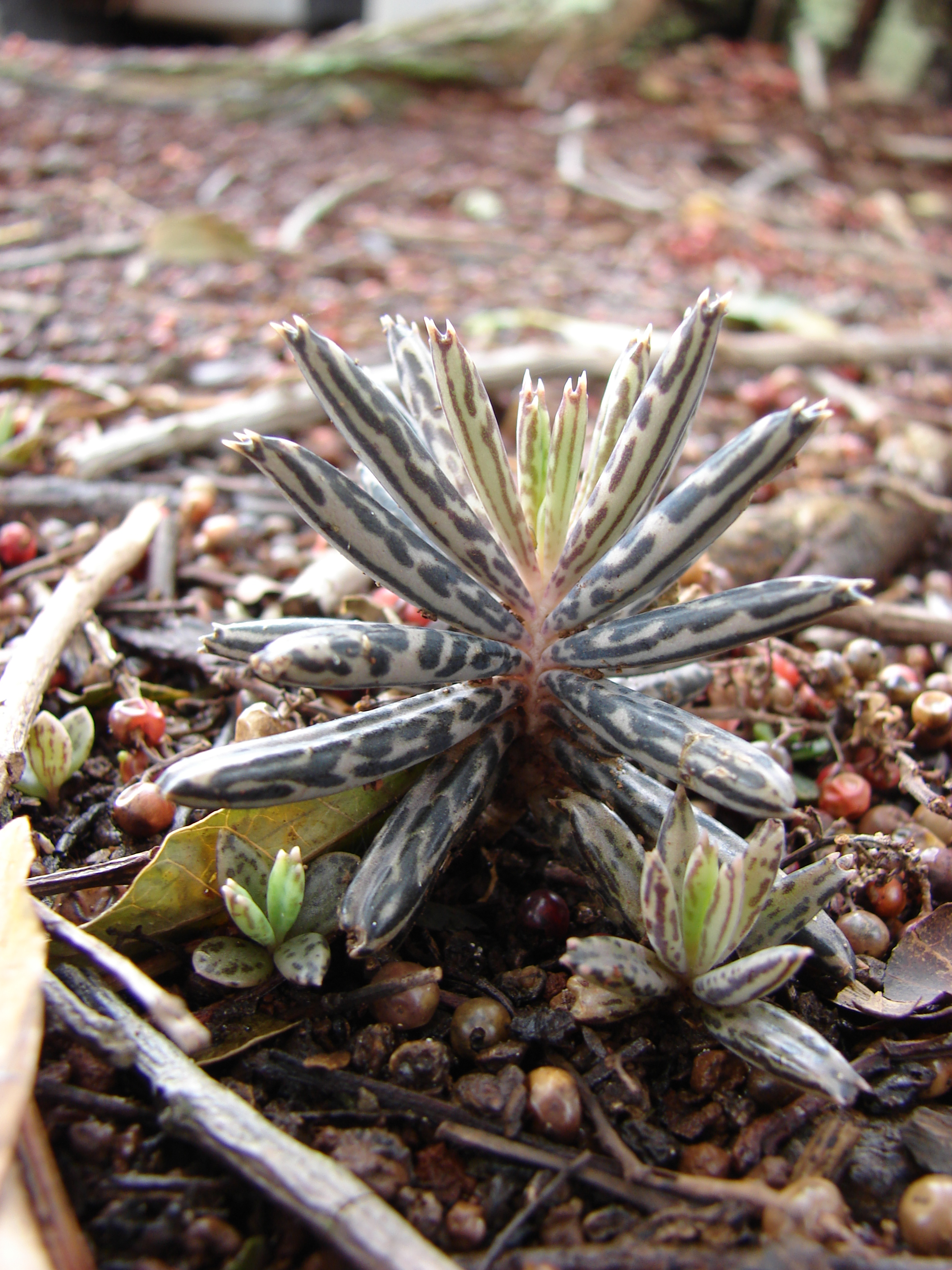 File Starr 070208 4392 Kalanchoe Tubiflora Jpg Wikimedia Commons