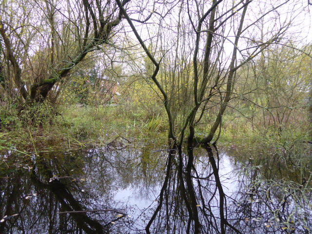 File:The Marshes Local Nature Reserve (6).jpg