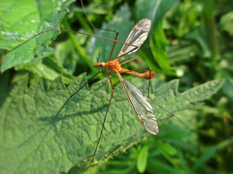 File:Tipula lunata (Tipulidae sp.) male, Elst (Gld), the Netherlands.jpg