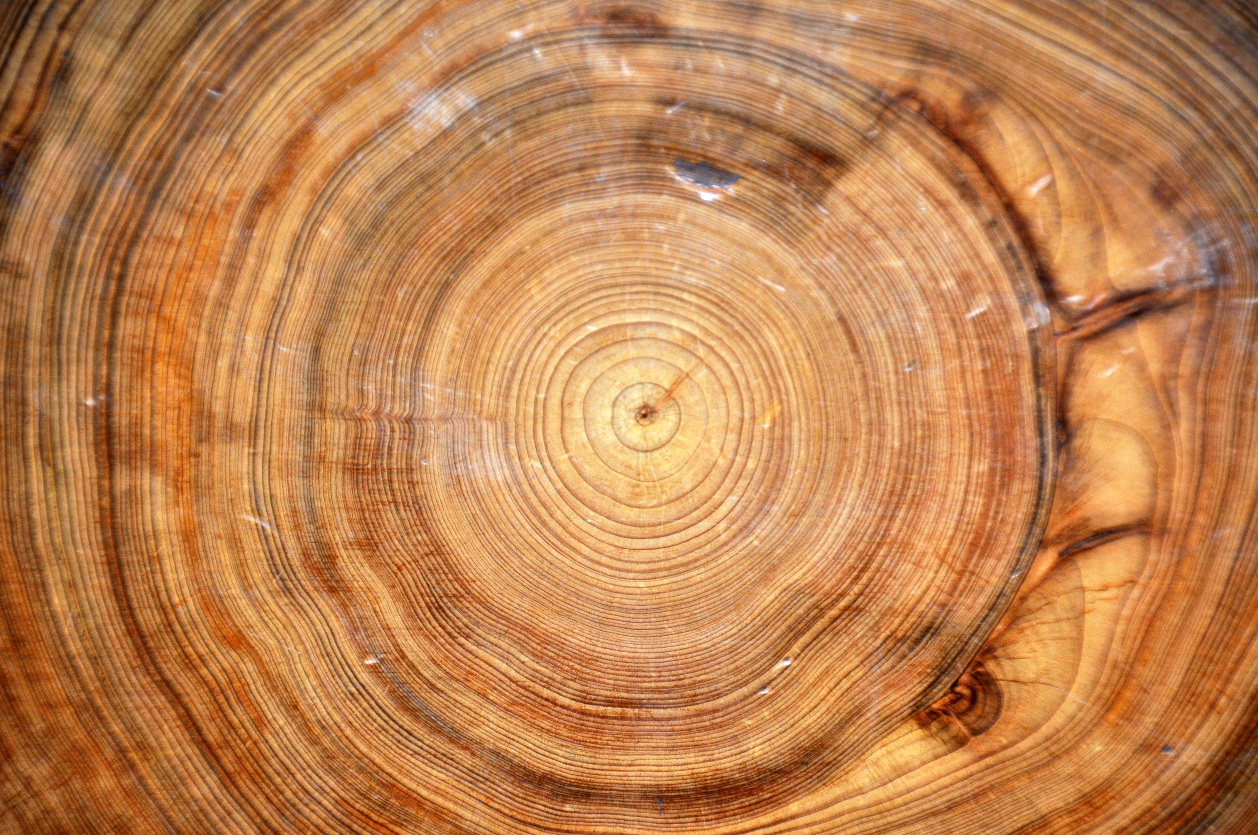 All About Annual Growth Rings - Kretz Lumber