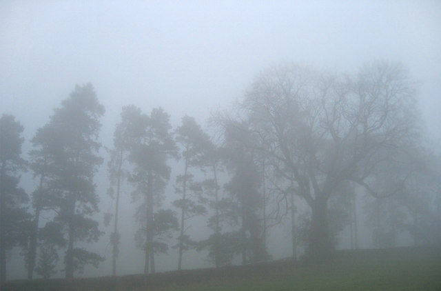 File:Trees near Leigh Manor - geograph.org.uk - 1033303.jpg