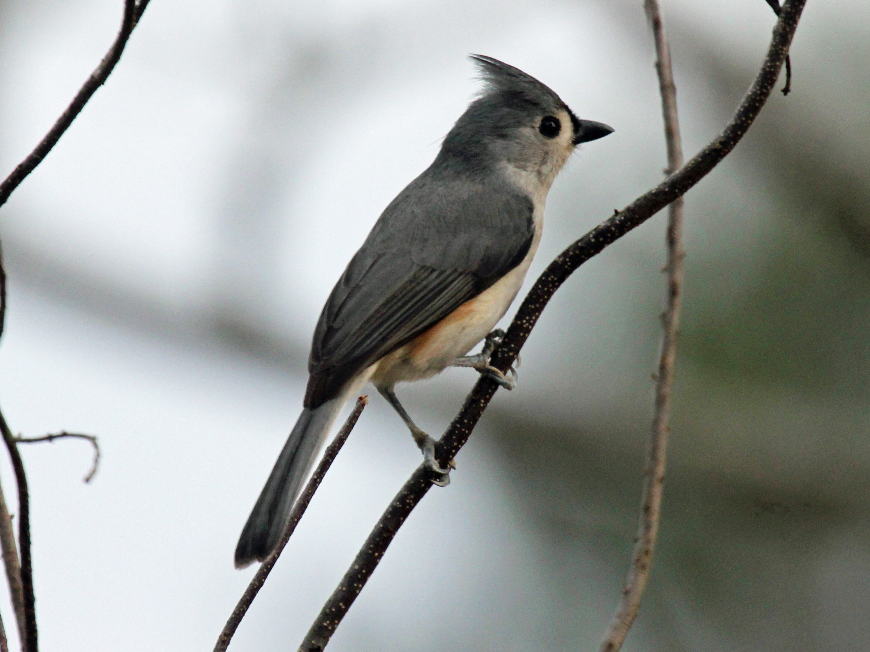 Птица с длинным хвостом. Серенькая птичка с длинным хвостиком. Tufted Titmouse. Серая птичка с хохолком. Серая птица с длинным хвостом.