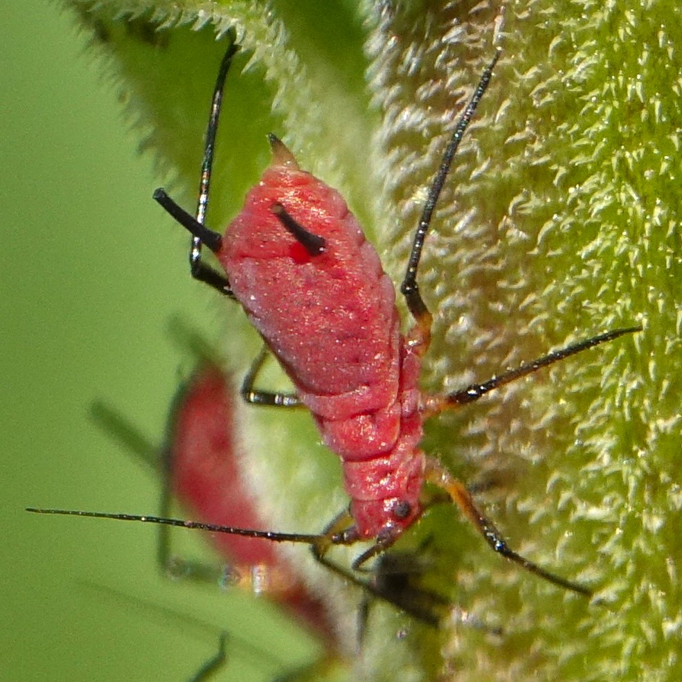 セイタカアワダチソウヒゲナガアブラムシ Wikipedia