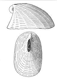 <i>Vacerrena kesteveni</i> Species of gastropod
