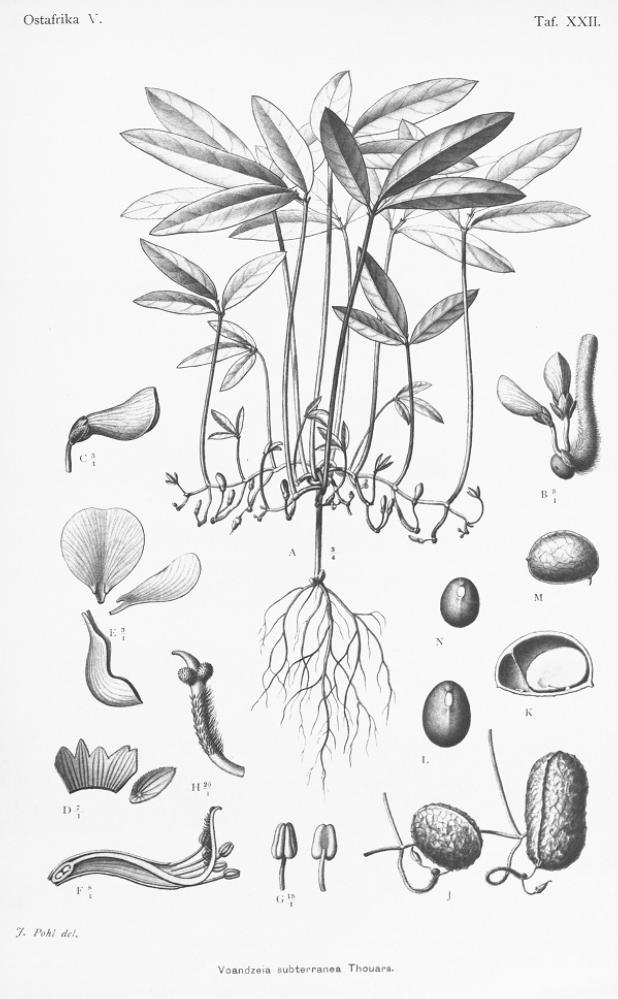 peanut plant coloring page