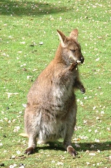 File:Wallaby de Bennett JDP 2004.jpg