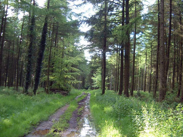 File:Woodland above Saint Hill - geograph.org.uk - 12350.jpg