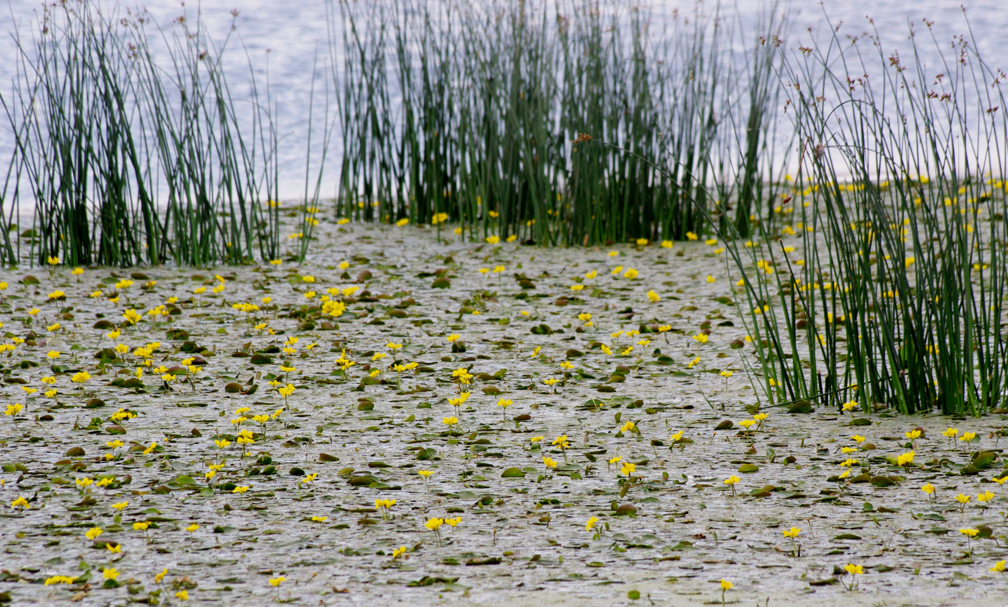 Yellow water