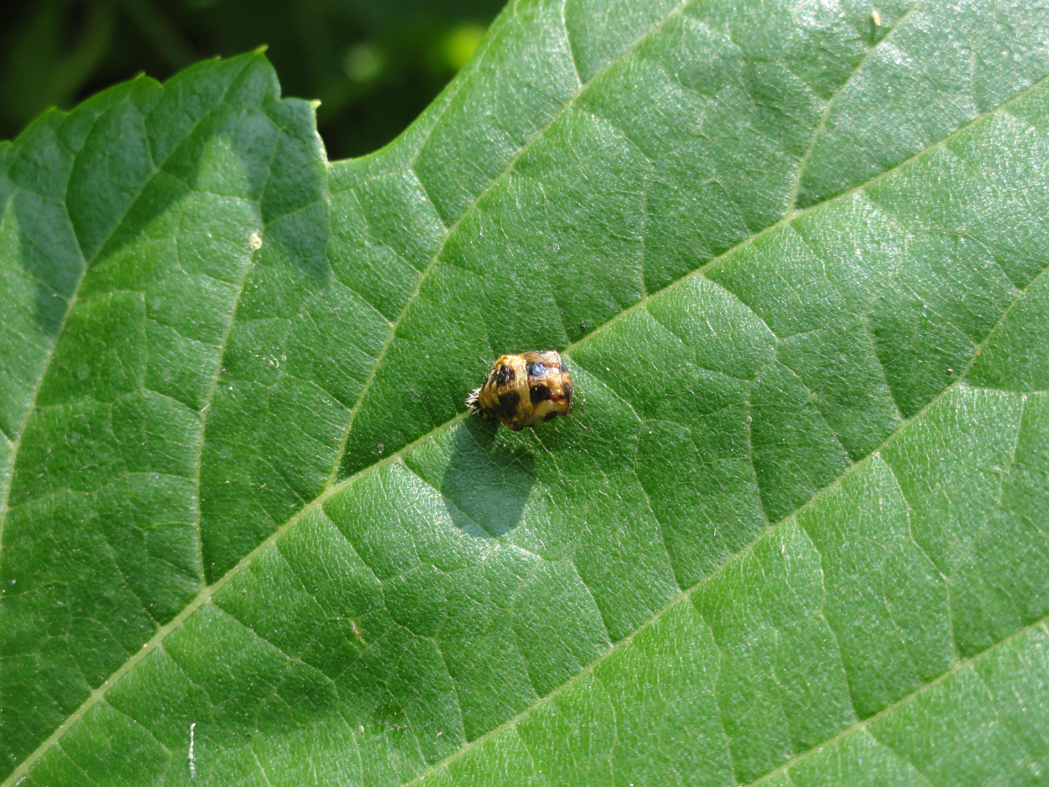 File テントウムシ 蛹 Jpg Wikimedia Commons