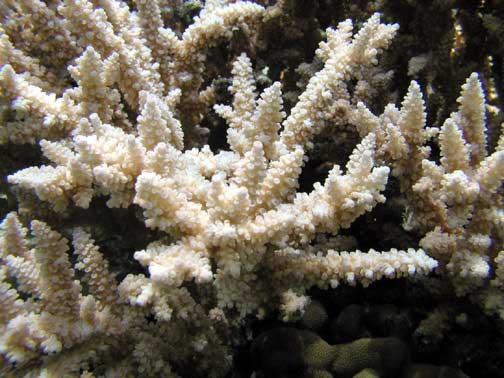 File:Acropora austera.jpg