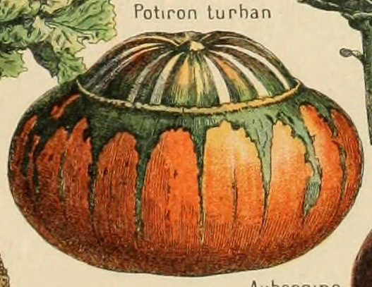 File:Adolphe Millot legume et plante potageres-pour tous potiron turban.jpg