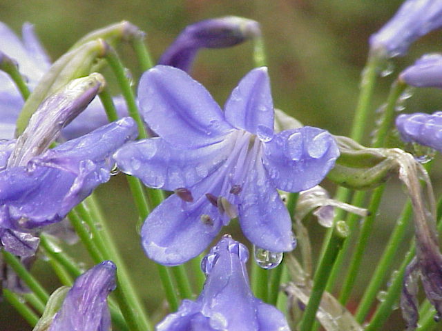 File:Agapanthus africanus1.jpg