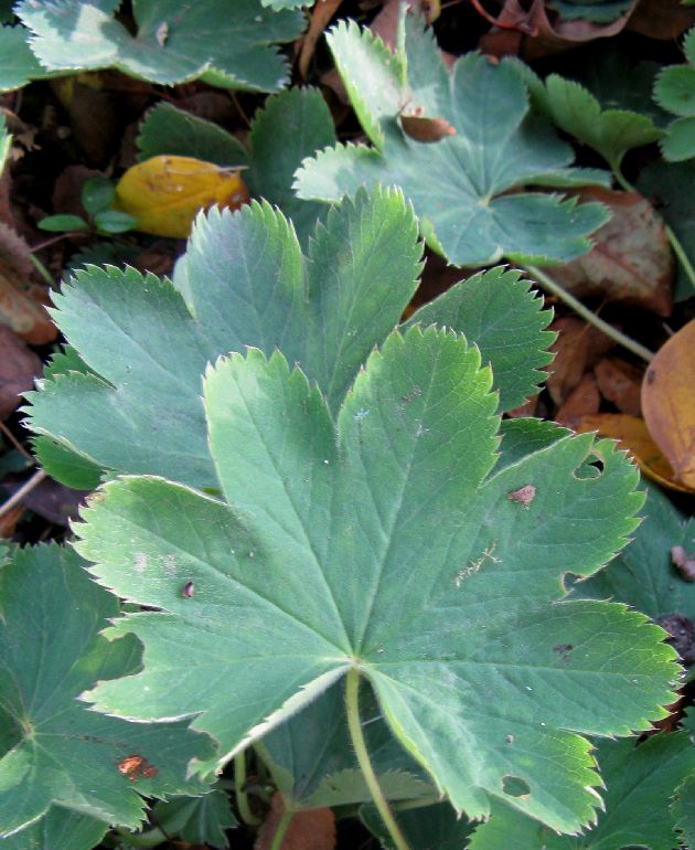 Trachyspora Alchemilla