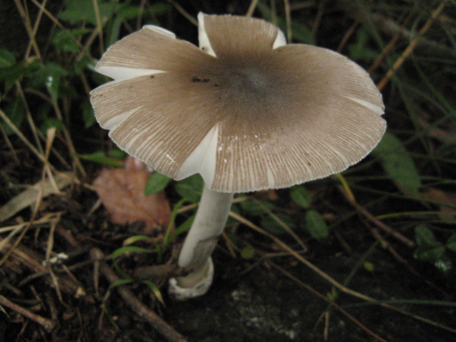 File:Amanita vaginata-01.jpg