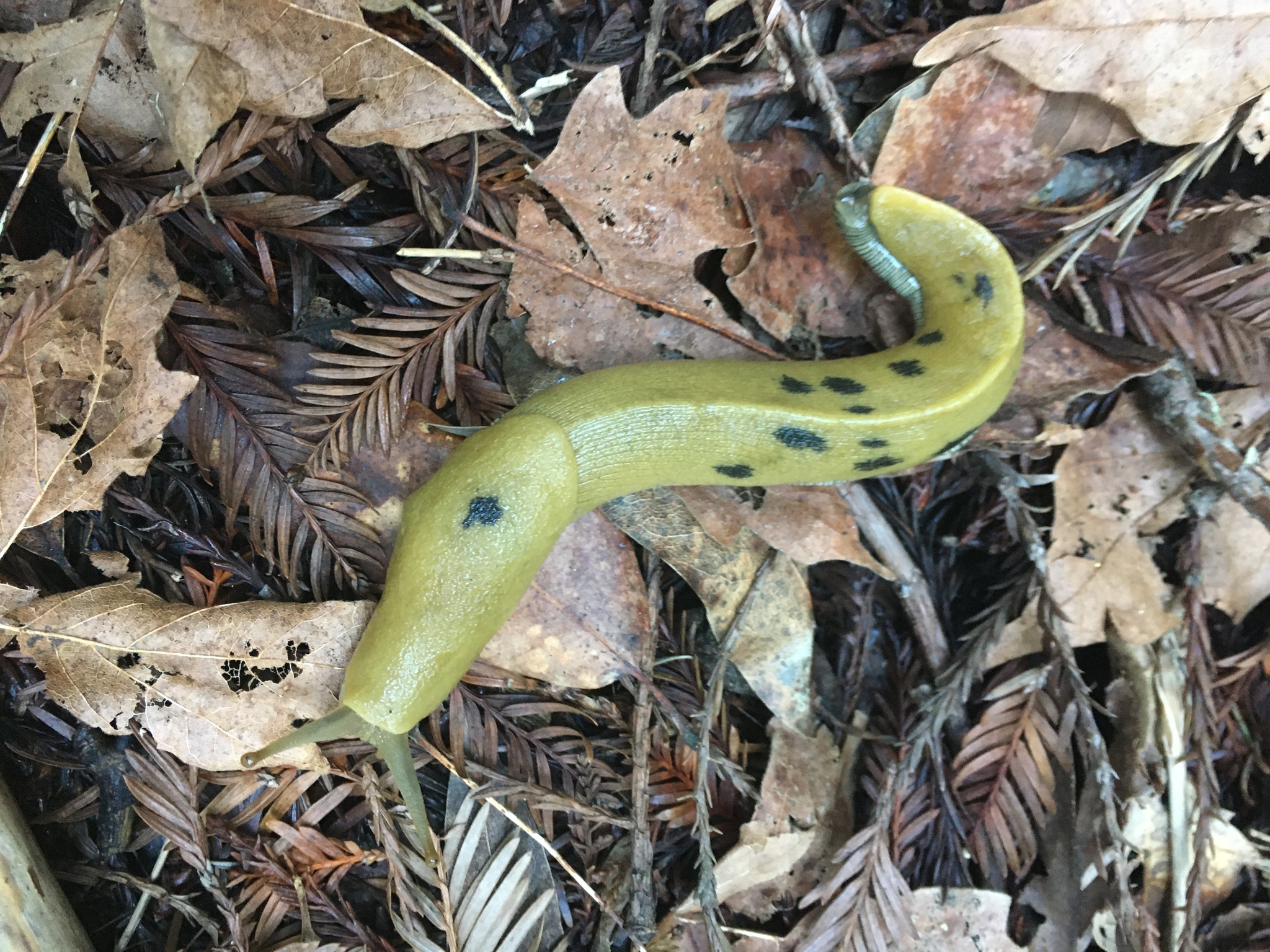 Banana slug - Wikipedia