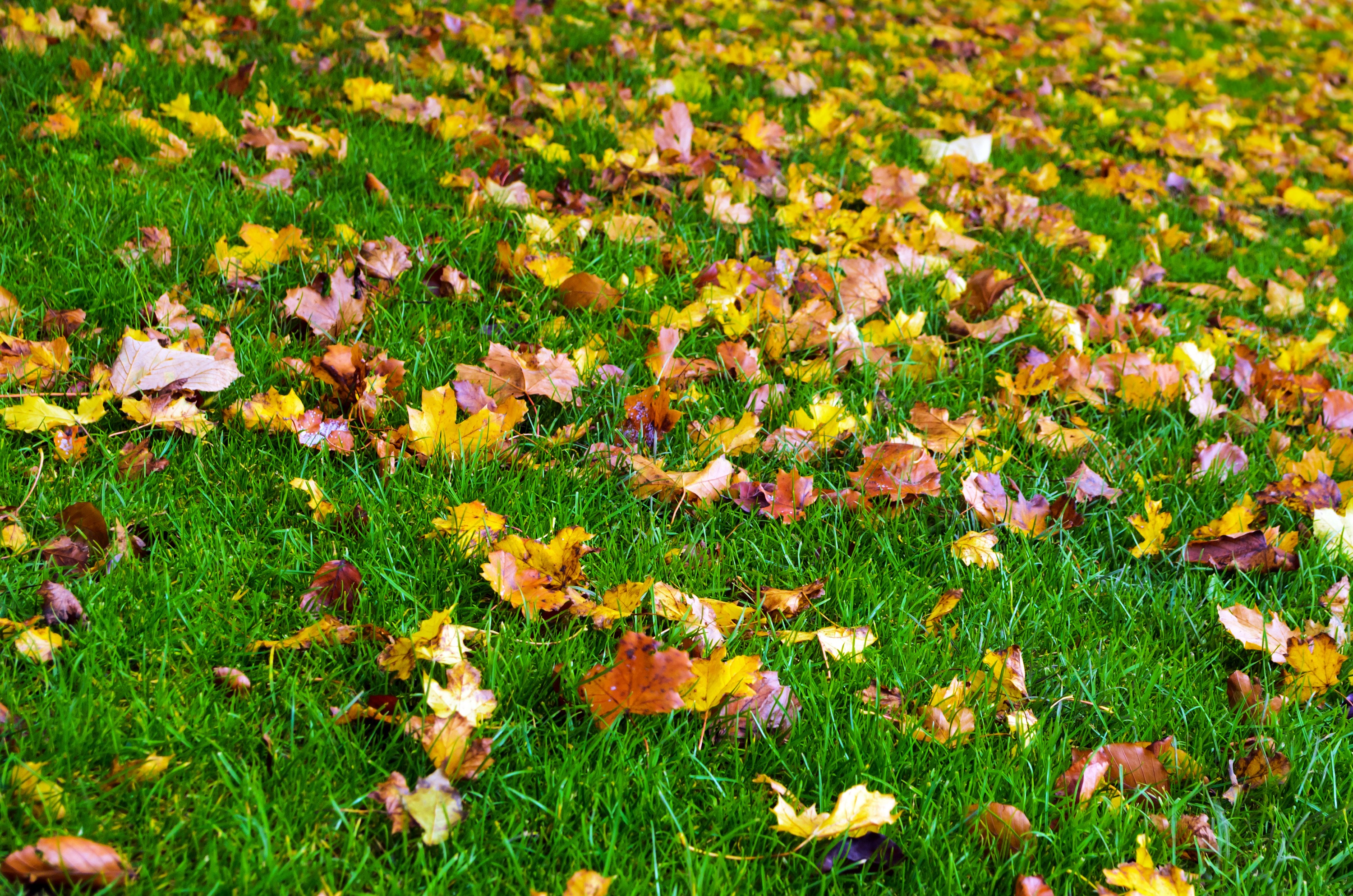 Опавшие листья терпеливо. Осенняя Поляна. Осенняя трава. Поляна с осенними листьями. Осенний газон.