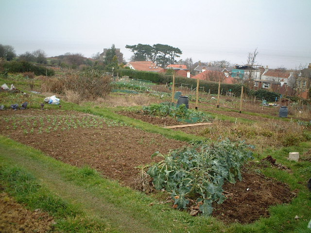 File:Beach Hill Allotments - geograph.org.uk - 117689.jpg