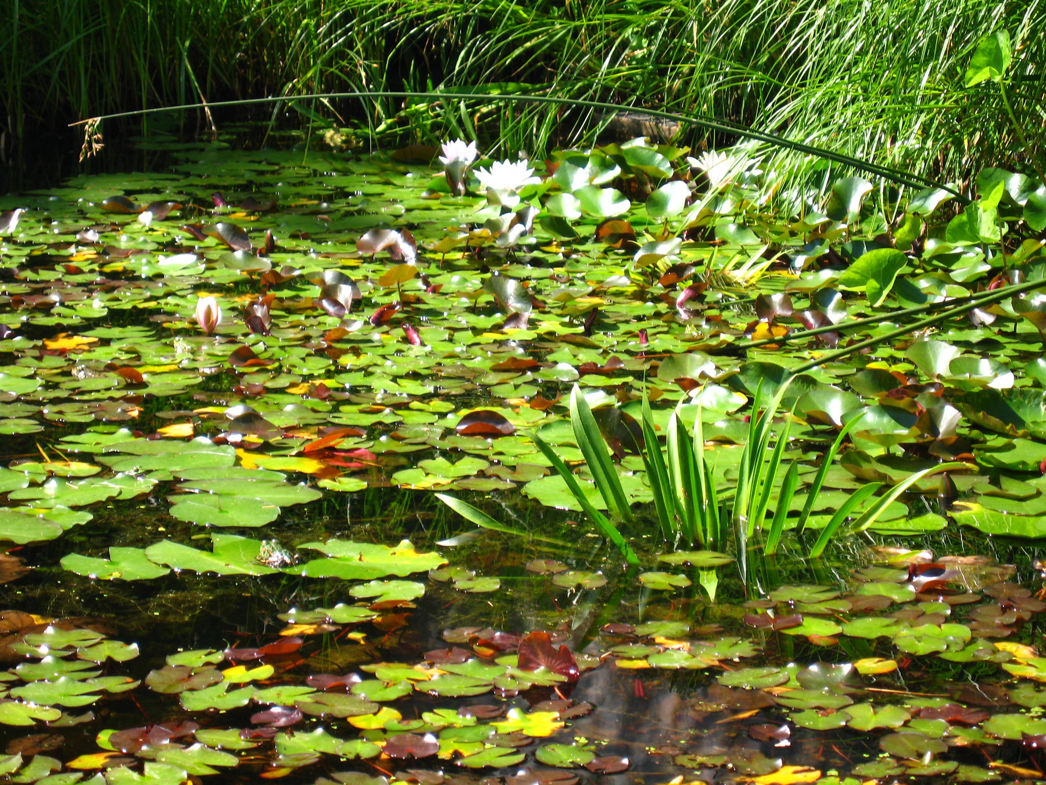 Datei Botanischer Garten Giessen Seerosen Jpg Wikipedia