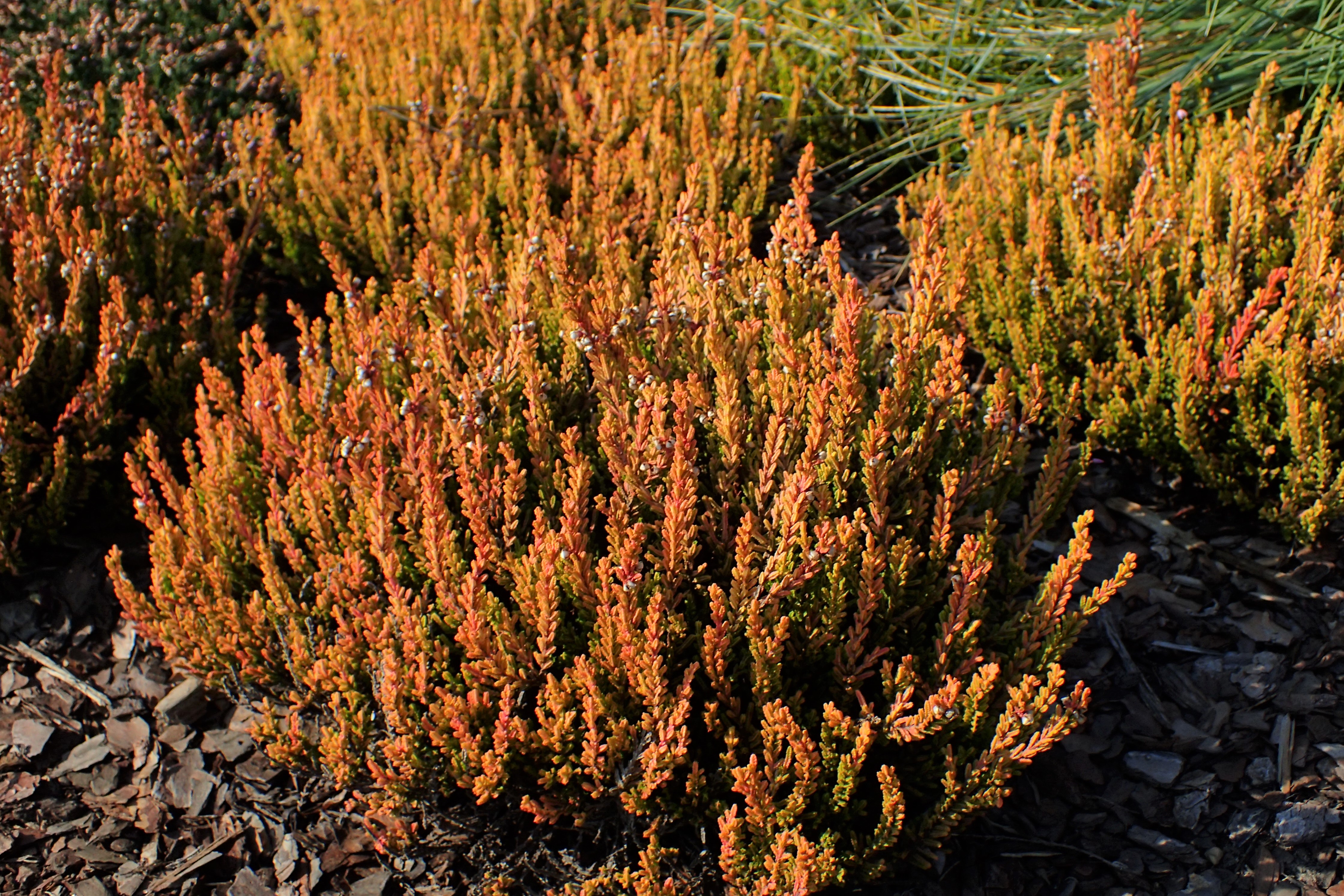 Calluna vulgaris Alicia