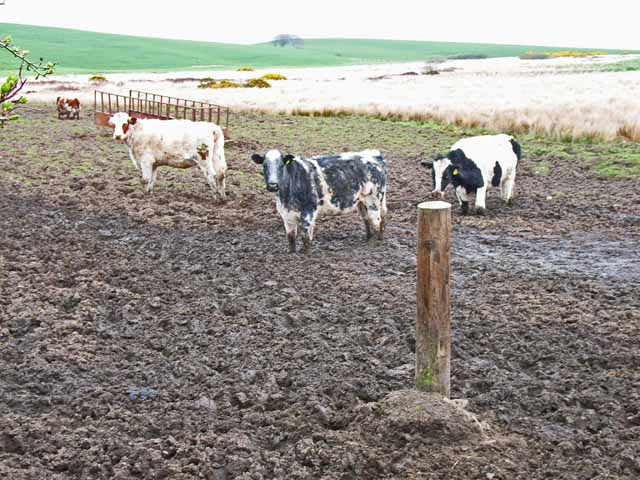 File:Cattle in the brown stuff - geograph.org.uk - 164844.jpg