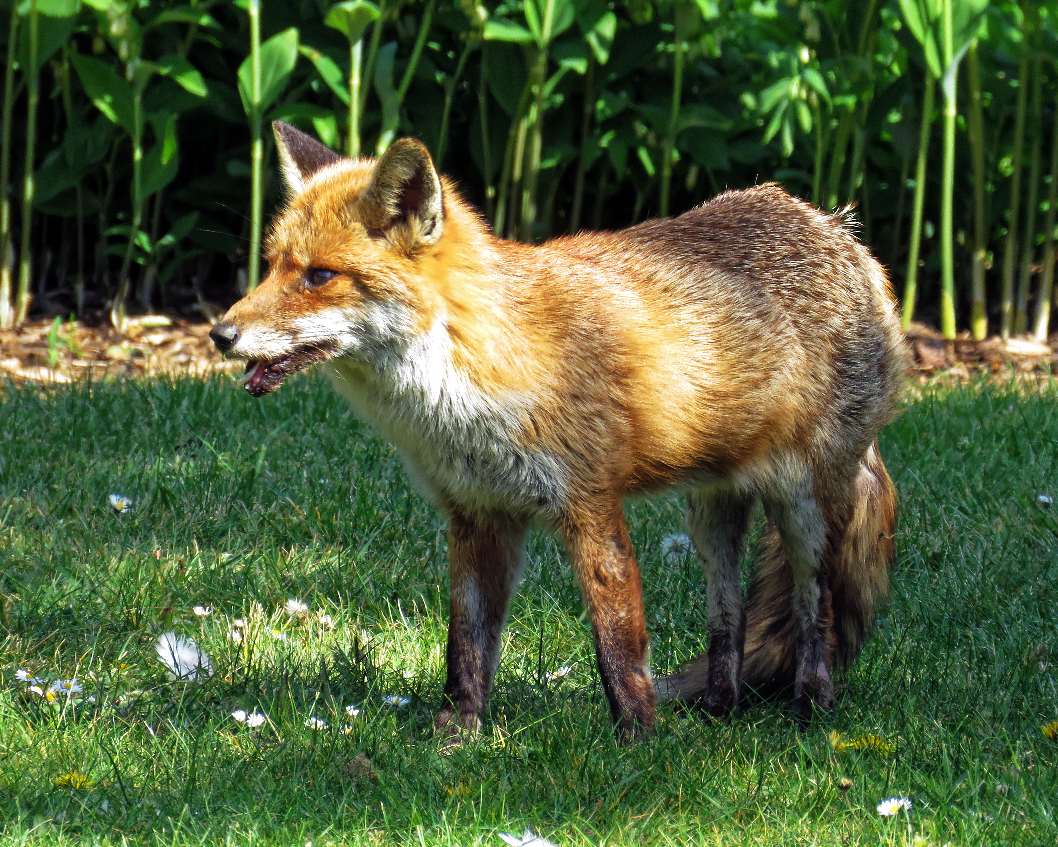 Лиса, 14 см.. Лиса 14. Лиса 14 mm. Wolans Fox 14.