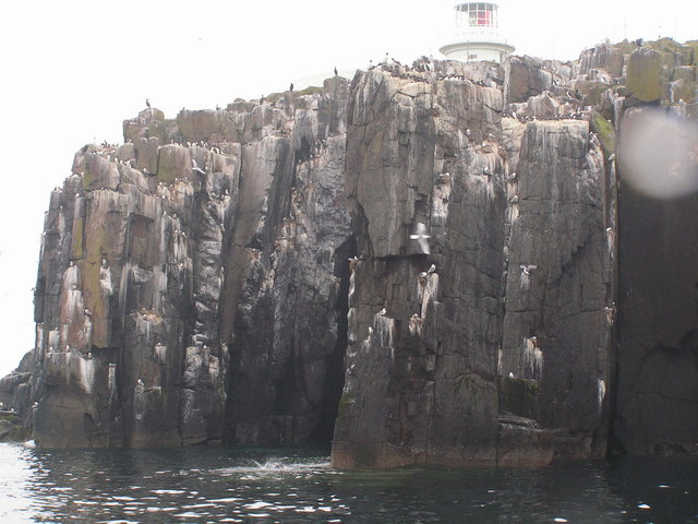 File:Cliff below the lighthouse, Inner Farne - geograph.org.uk - 1059956.jpg