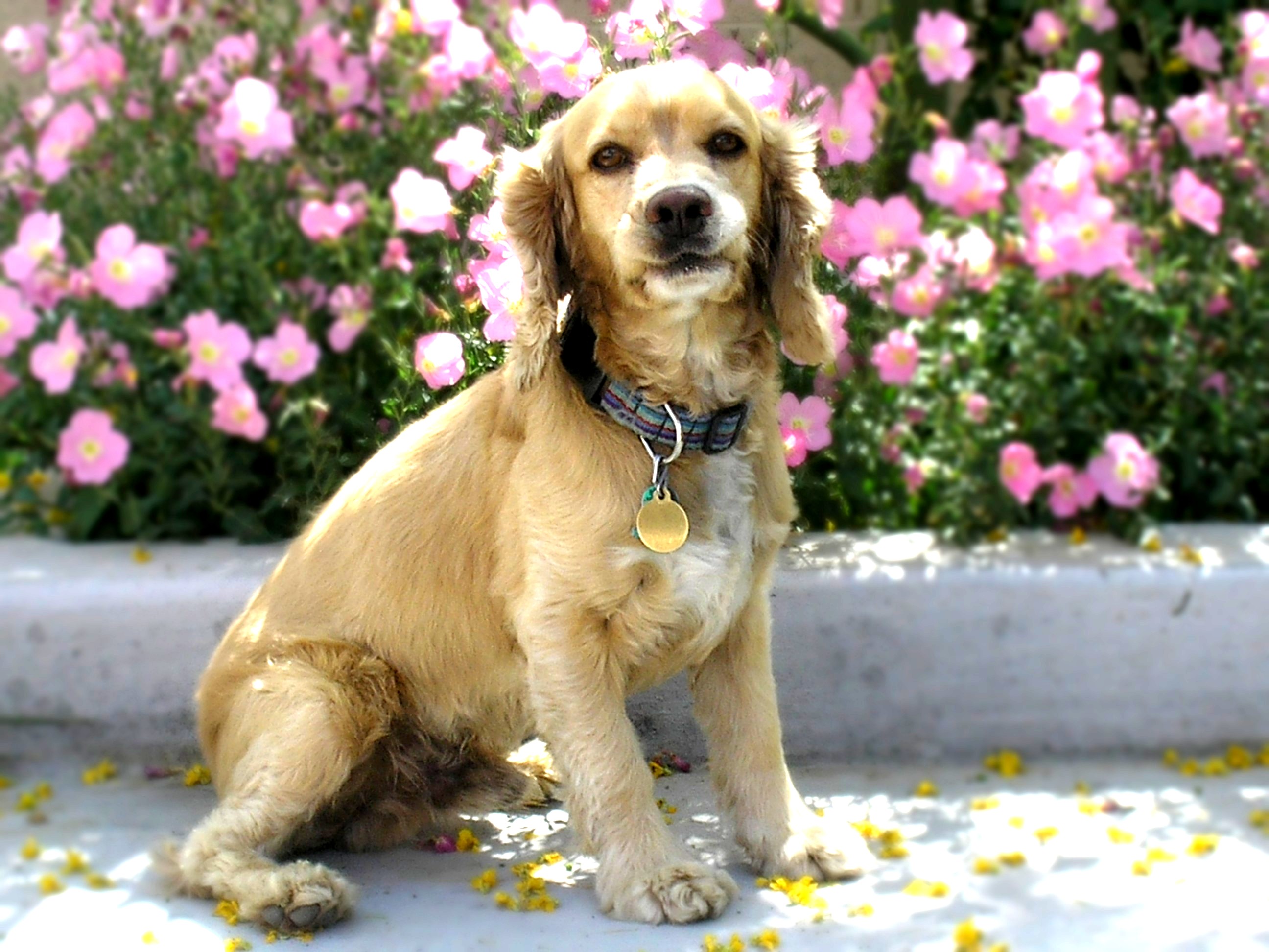 Category:English Cocker Spaniel - Wikimedia Commons