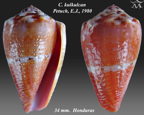 File:Conus kulkulcan 1.jpg