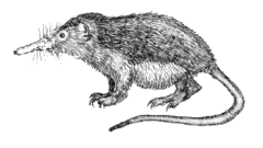 File:Dixi-Solenodon cubanus.png