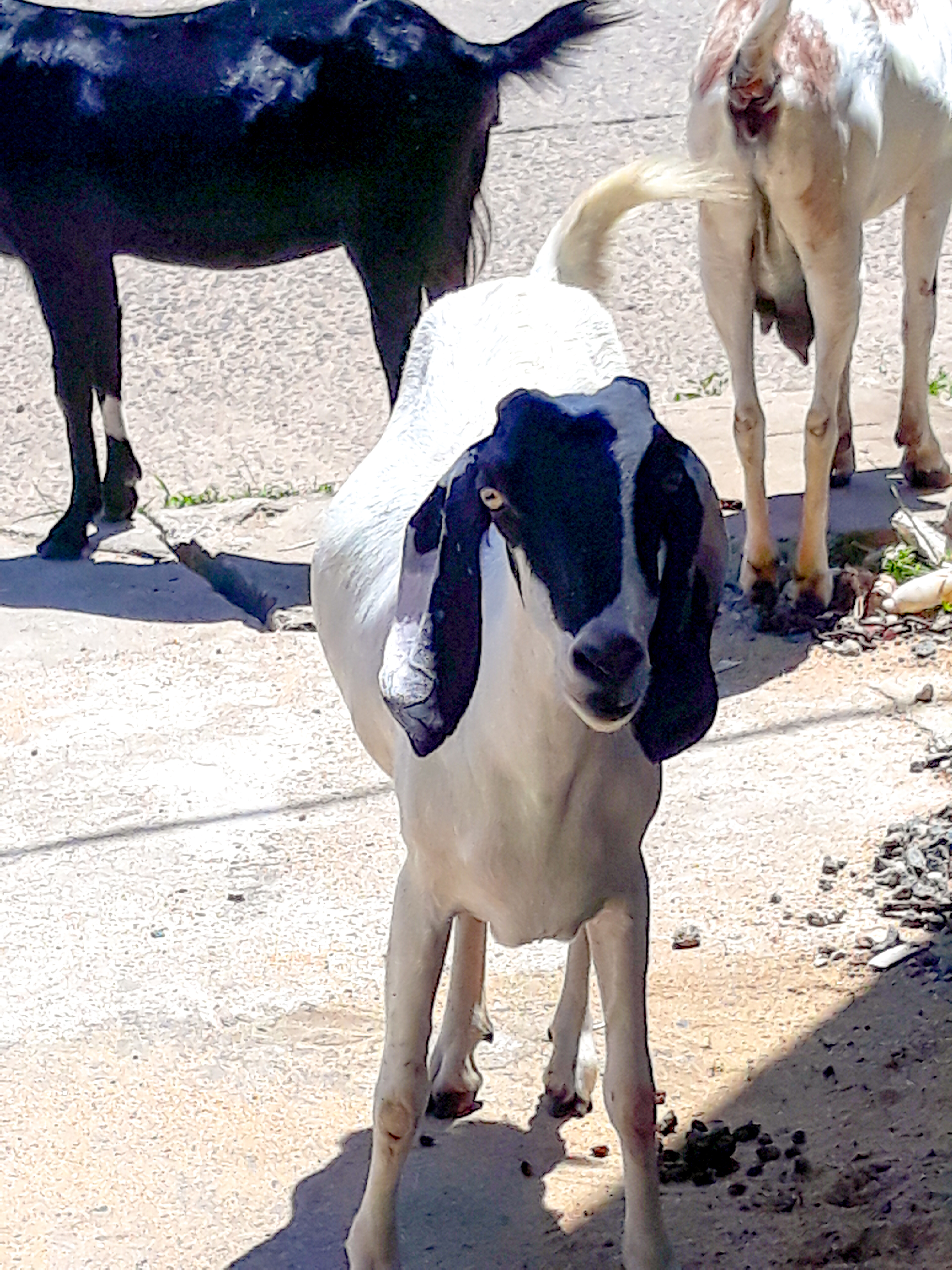 File:Doe or Nanny - Female goat ~ 