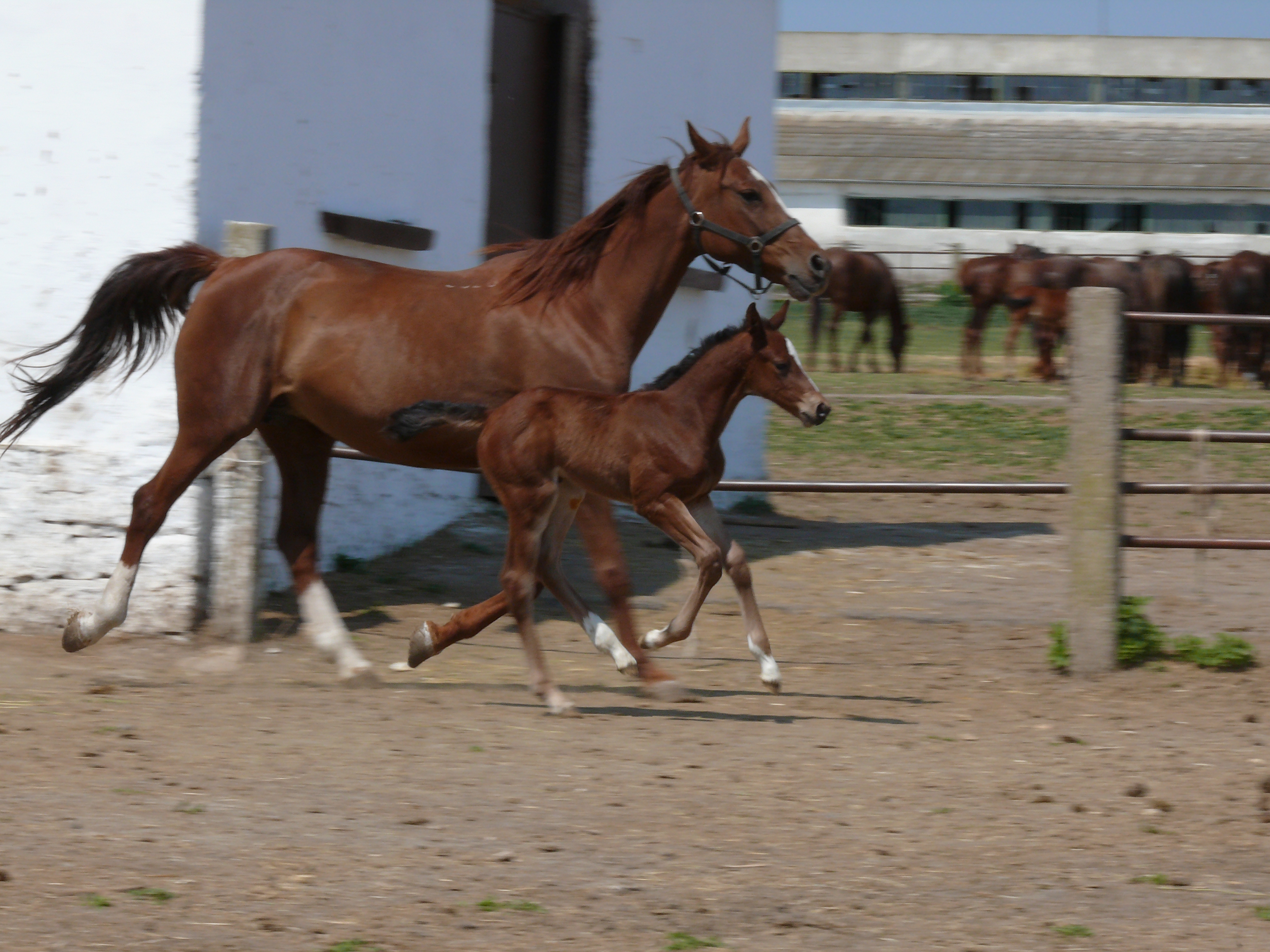 East Bulgarian Horse Profile: Facts, Traits, Groom, Care