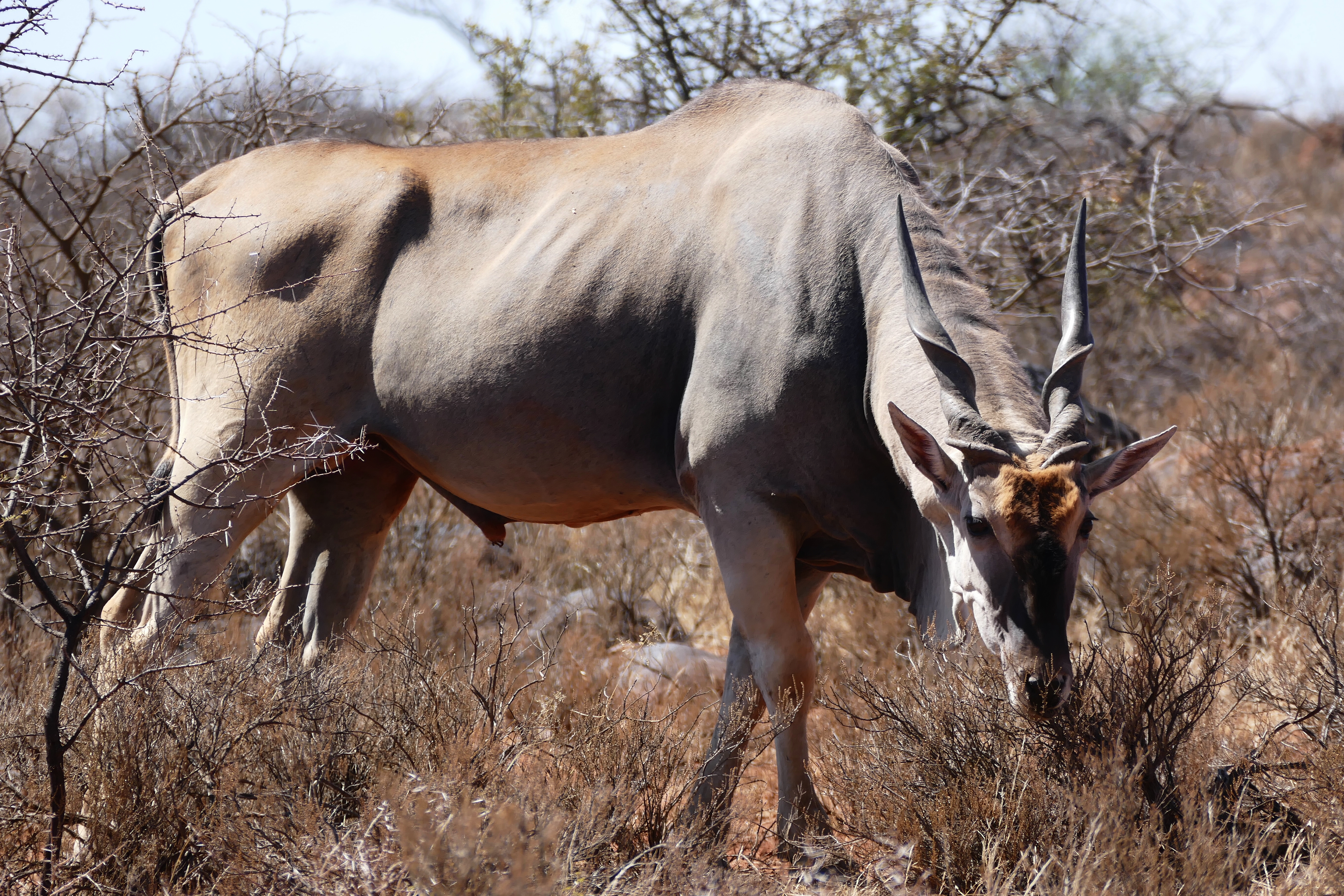 Eland (Taurotragus oryx) male grazing (29948565824).jpg. 
