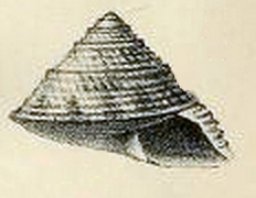 <i>Enida persica</i> Species of gastropod