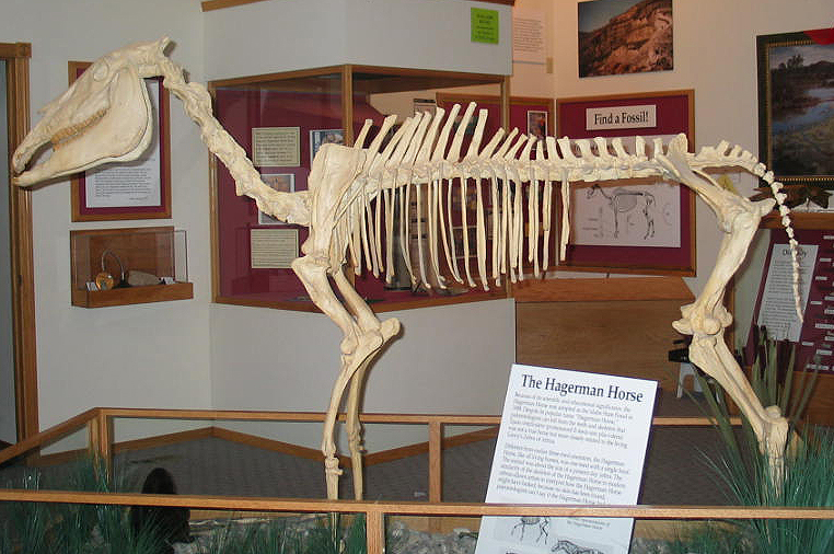 File:Equus simplicidens mounted 02.jpg