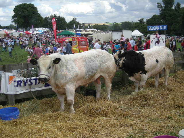 File:Exhibits at The Burwarton Show - geograph.org.uk - 913396.jpg